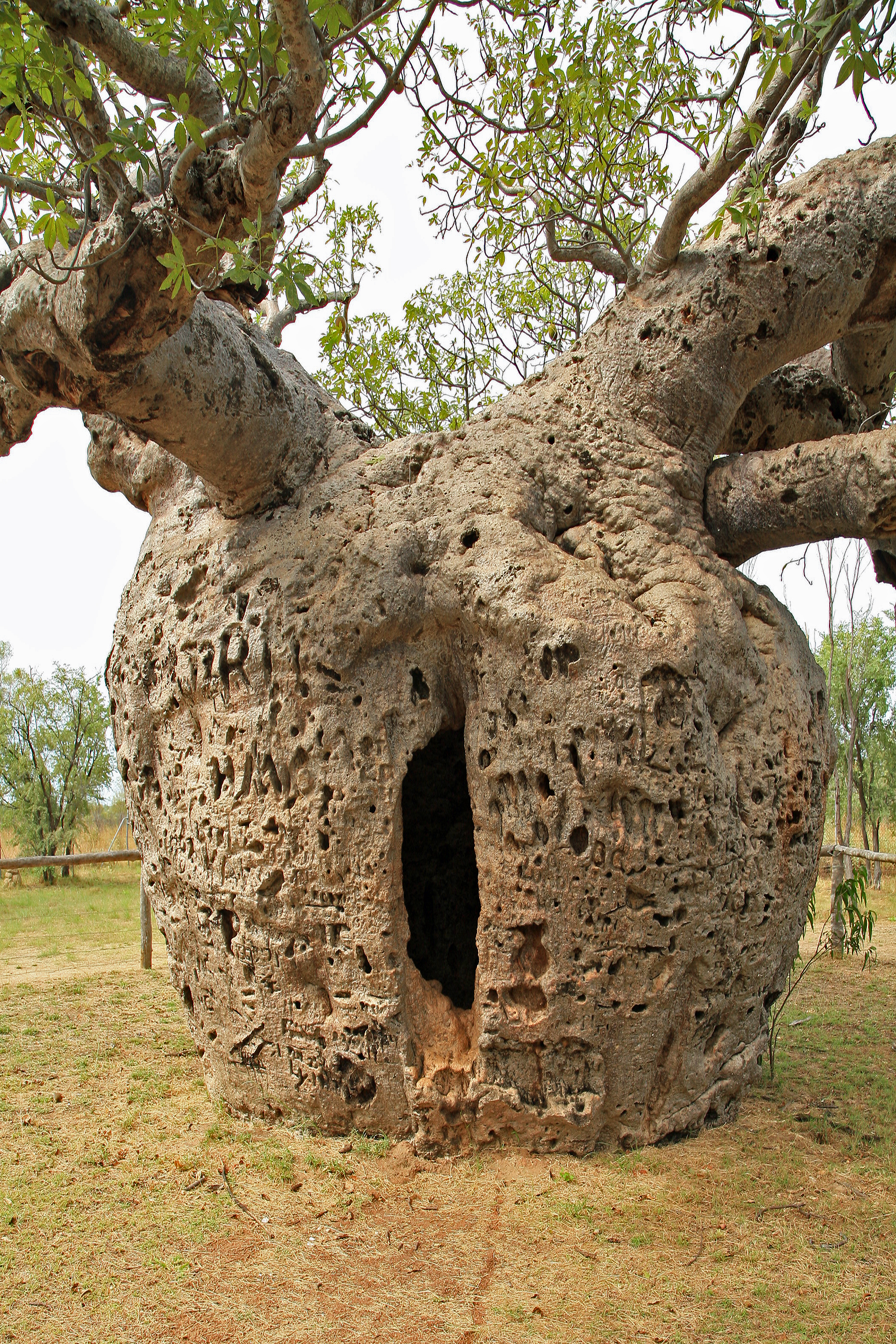 The historic Boab Prison Tree in Derby, Western Australia